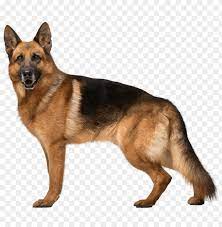 (photo by win mcnamee/getty images). Download German Shepherd Dog Clipart Png Photo Toppng