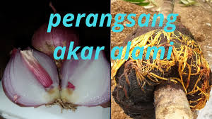 Saya ingin membeli obat perangsang buat wanita yang aman untuk di konsumsi oleh saya. Bawang Merah Sebagai Perangsang Akar Tanaman Youtube