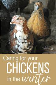 How To Care For Your Chickens In Winter Chicken Coop Chicken Diy Chickens Backyard