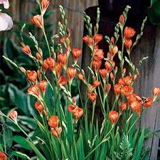 We did not find results for: Urban Gardens Tritonia Flower Bulbs Mixed Colour Pack Of 10 Bulbs Buy Online In Sri Lanka At Desertcart Lk Productid 156970703