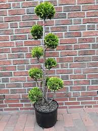 In the united states the most common beech tree to use for bonsai are european. Compare Prices For Pflanzen Boring Gartenbonsai Across All Amazon European Stores