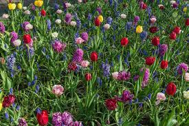 Maybe you would like to learn more about one of these? Flowerbed With Different Color Flowers Tulip Hyacinth Muscari Armeniacum Stock Photo Picture And Royalty Free Image Image 61636472