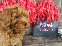 The backcross is either a 100% mini poodle or 100% mini golden retriever. F1b Mini Goldendoodle Dog Male Red 2590660 Petland Knoxville