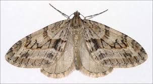 Image result for Trichopteryx