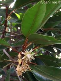 Image result for Monopsis zeyheri