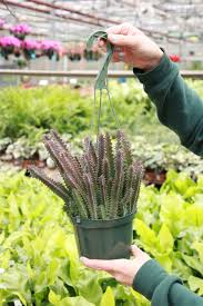 Image result for Huernia zebrina