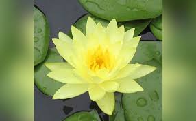 The wanvisa is a fast grower and great bloomer, showcasing features that have never been seen in a hardy water lily before. 10 Different Types Of The Lily Plant