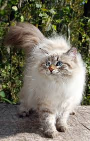Siberian cat rescue and adoption. Siberian Cat A Complete Guide To The Unique Siberian Forest Cat