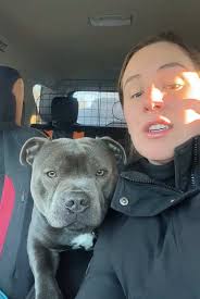 Understanding English: Pit Bulls and Their Skills