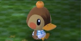 Maybe you would like to learn more about one of these? I Got Reddit Gold For The First Person Who Can Give Me The Full Quality Version Of Molly With An Orange On Her Head Animalcrossing