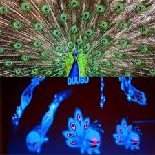 Break out your top hats and monocles; Professor For The Messed Up Agrestology Peacock Miraculous Theory