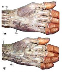 Image result for Normal Anatomic Position of the Hand and Wrist