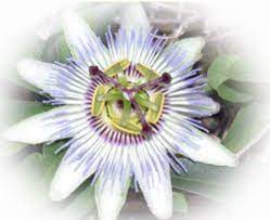 The Symbolism Of The Passion Flower By Elaine Jordan Passion Flower Flowers Symbols