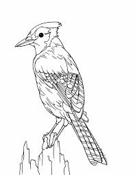 An educational blue jay coloring worksheet for kids. Image Result For Blue Jay Coloring Page Emoji Coloring Pages Coloring Pages Bird Coloring Pages