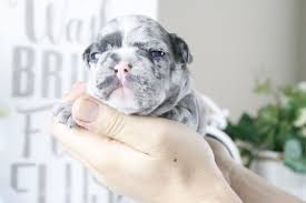Most bulldogs love to be brushed. Blue Diamond Dreamy Bulldogs