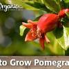 Limit watering as the season changes from summer to fall, allowing the soil to dry out this might be another reason for yellowing of the leaves, so be sure to keep a transplanted tree well watered at least twice a week. Https Encrypted Tbn0 Gstatic Com Images Q Tbn And9gctktbzf5lvidd6sbdbknw2rfrdvi6yeh3acrdn5oldxqmwr7smm Usqp Cau