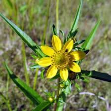 Image result for Bidens flagellata
