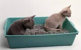 En Iyi Kedi Kumu 2020 Guncel Kedinizi Mutlu Edecek 11 Kum Onerisi Zovovo En Iyi Bilgi Sitesi