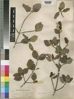 Image result for Androstachys