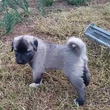kangal kopek ilani satilik kangal kopegi kopek evcil hayvanlar