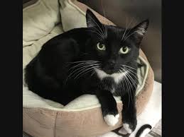 Adopting kittens too early often means kittens bite and claw more than those who have been kitten adoption & kitten socialization? Latest Pets Up For Adoption In The Sacramento Area Sacramento Ca Patch