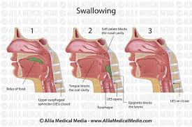 Image result for Swallowing
