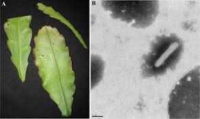 In immunodiffusion tests, this virus reacted with antiserum to cactus x virus (cvx) (atcc #pvas245), but did not react with. Characterization And Detection Of A New Badnavirus Infecting Epiphyllum Spp Springerlink