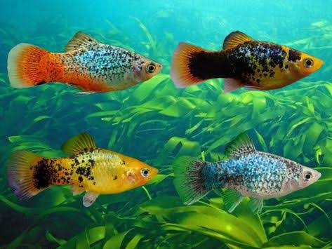 8 Products I Love ideas | tropical freshwater fish, aquarium fish, tropical fish