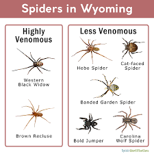 There are more than 4,000 species of spiders in the united states, and a handful of them may make their way into your house, although most are harmless. Spiders In Wyoming List With Pictures