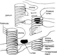 Plastids- Definition, Structure, Types, Functions And Diagram
