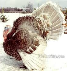 Birds That Look Like Turkeys In Florida Red Slate Turkey Turkey Breeds Chickens Backyard Farm Animals