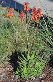 Image result for Aloe nuttii