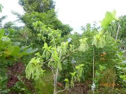 Pokok hiasan dalam rumah akan memberi banyak manfaat, seperti membuat rumah anda nampak cantik dan membantu peredaran udara dalam rumah. Penangan Baja Redbull Pokok Mulberry Pakistan Berbuah Lebat Impiana