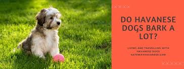 If you're getting hold of me after 5:00 pm eastern standard time, i'm spending time with the family and i will return your messages. Do Havanese Dogs Bark A Lot Gateway Havanese
