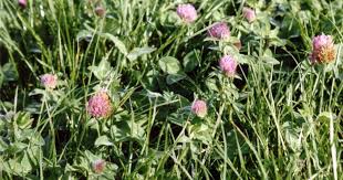 You can feel good about planting clover to provide habitat for native bees and honeybees, and your garden will benefit from these winged visitors, too. Clover Dairynz