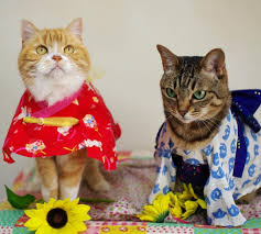Cosplay Cat Yukata Pupu And Choko Super Kawaii Kawaii Cosplay Cats