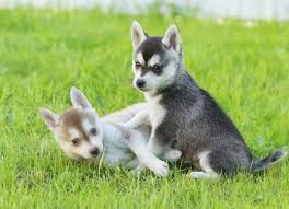 This dog is a smaller companion dog, similar to the working husky, and excellent for those who would love a husky but do not have the time. Alaskan Klee Kai The Miniature Husky Price And Puppies For Sale