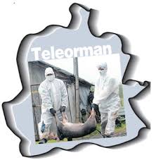 Institutul de diagnostic și sănătate animală bucurești, prin laboratorul național de referință pentru pesta porcină africană a confirmat prezența. Ferma Salcia A Familiei Dragnea Singura FermÄƒ De Porci Din JudeÅ£ul Teleorman Este In Pericol De Contaminare Cu Pesta PorcinÄƒ AfricanÄƒ