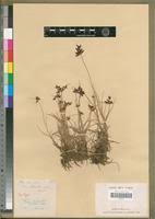 Image result for Pycreus mundtii