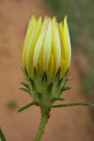 Image result for Hirpicium bechuanense