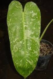 Philodendron Jose Buono From Calusa Palms Nursery Rasteniya