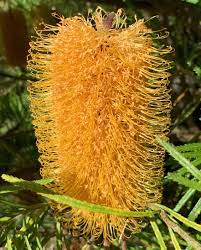 Golden Candlesticks Banksia Spinulosa Var Collina Oc Australian Plants Australian Garden Plant Fungus