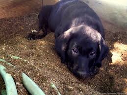 The golden retriever labrador mix combines the best qualities of two popular breeds, the intelligent golden retriever and the outgoing labrador retriever. Pictures Meyer The Black Labrador Golden Retriever Mix Golden Desktop Background