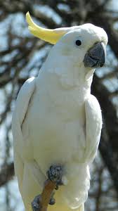 You can also submit your pictures to this parrot picture gallery! Yellow Crested Cockatoo Potawatomi Zoo