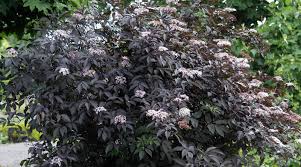 A cutleaf plant that will accent a northern garden where japanese maples will not survive. Garden Shrubs Canada S Local Gardener Magazine