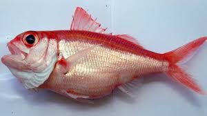 Nama latin ikan kakap merah atau nama ilmiah: 12 Jenis Ikan Kakap Dan Ciri Cirinya Lengkap Nama Ilmiah