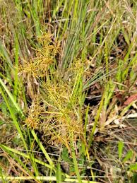 Image result for Cyperus sp.no.8
