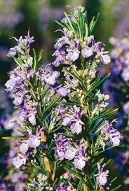 You can do light pruning and harvesting any time of year, but a rosemary plant responds best to hard pruning in winter when it isn't actively growing. Pin On Garden Ideas