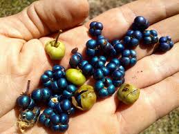 Image result for Margaritaria