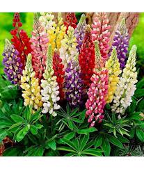I've compiled a list with pictures of my favourite annual the seed packet of each flower variety will give a range of how long the flower needs to grow. Flower Seeds Garden Lupin Hybrid Seeds Easy To Grow Flower Garden Seeds Garden Plant Seeds By Ohhsome Buy Flower Seeds Garden Lupin Hybrid Seeds Easy To Grow Flower Garden Seeds